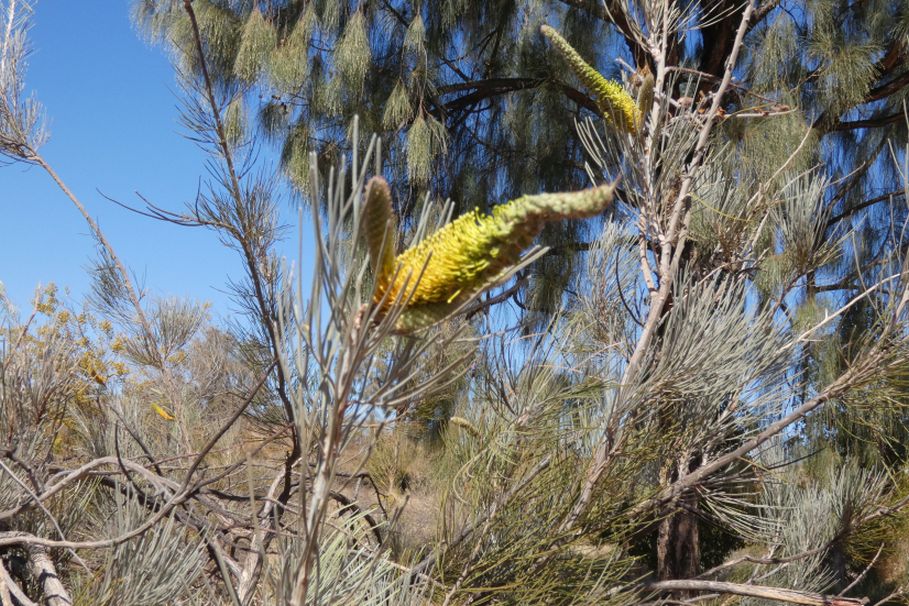 Pianta dall''Australia (NT) : Grevillea eriostachya (Proteaceae)