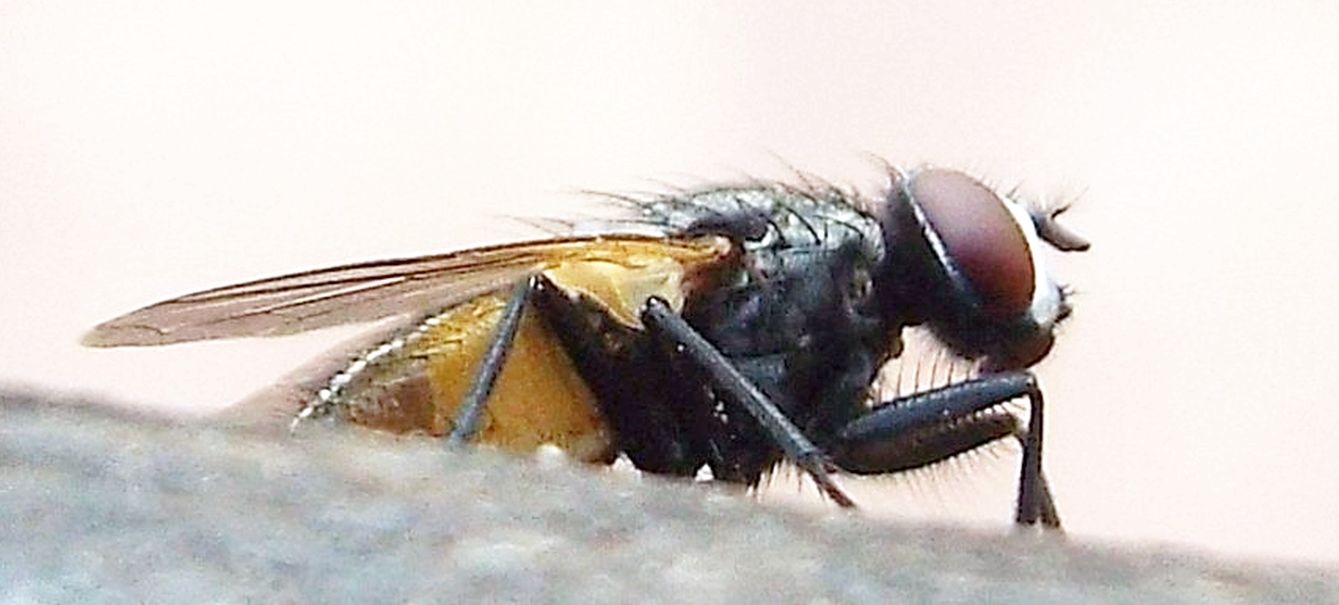 Da Tenerife (Canarie): Musca domestica o autumnalis o....?