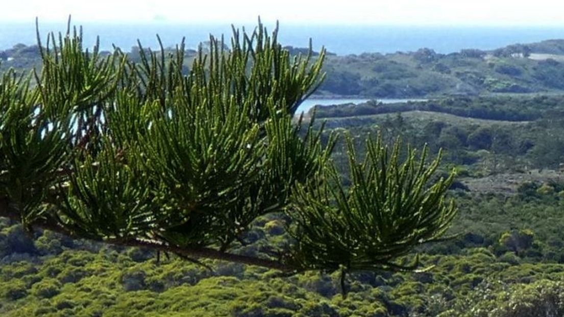 Dall''Australia (WA): Araucaria heterophylla