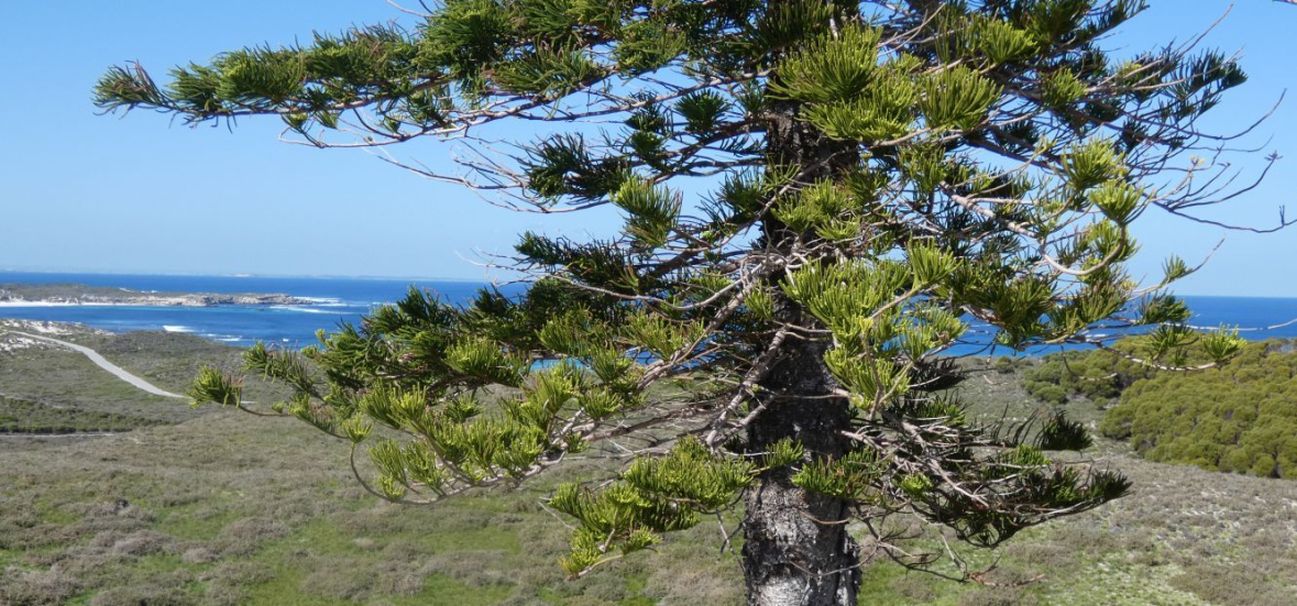 Dall''Australia (WA): Araucaria heterophylla