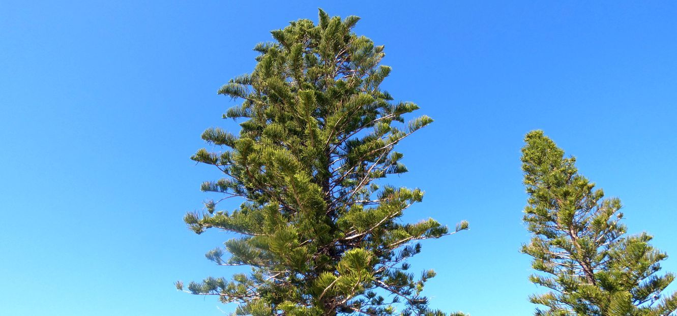 Dall''Australia (WA): Araucaria heterophylla