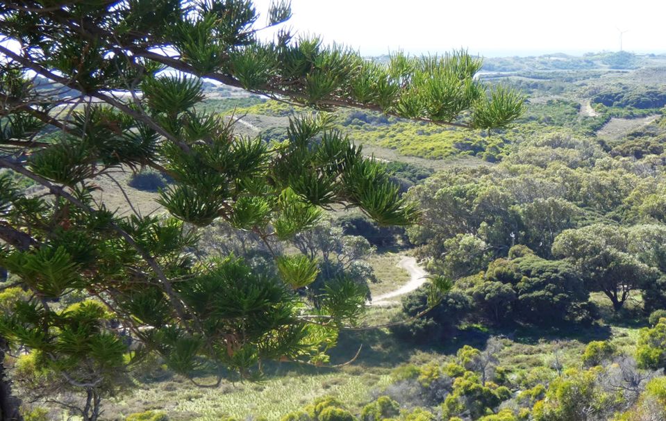 Dall''Australia (WA): Araucaria heterophylla