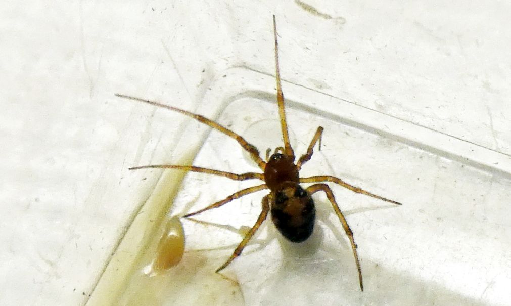 Steatoda triangulosa  - Milano