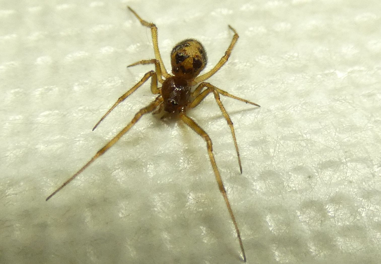 Steatoda triangulosa  - Milano