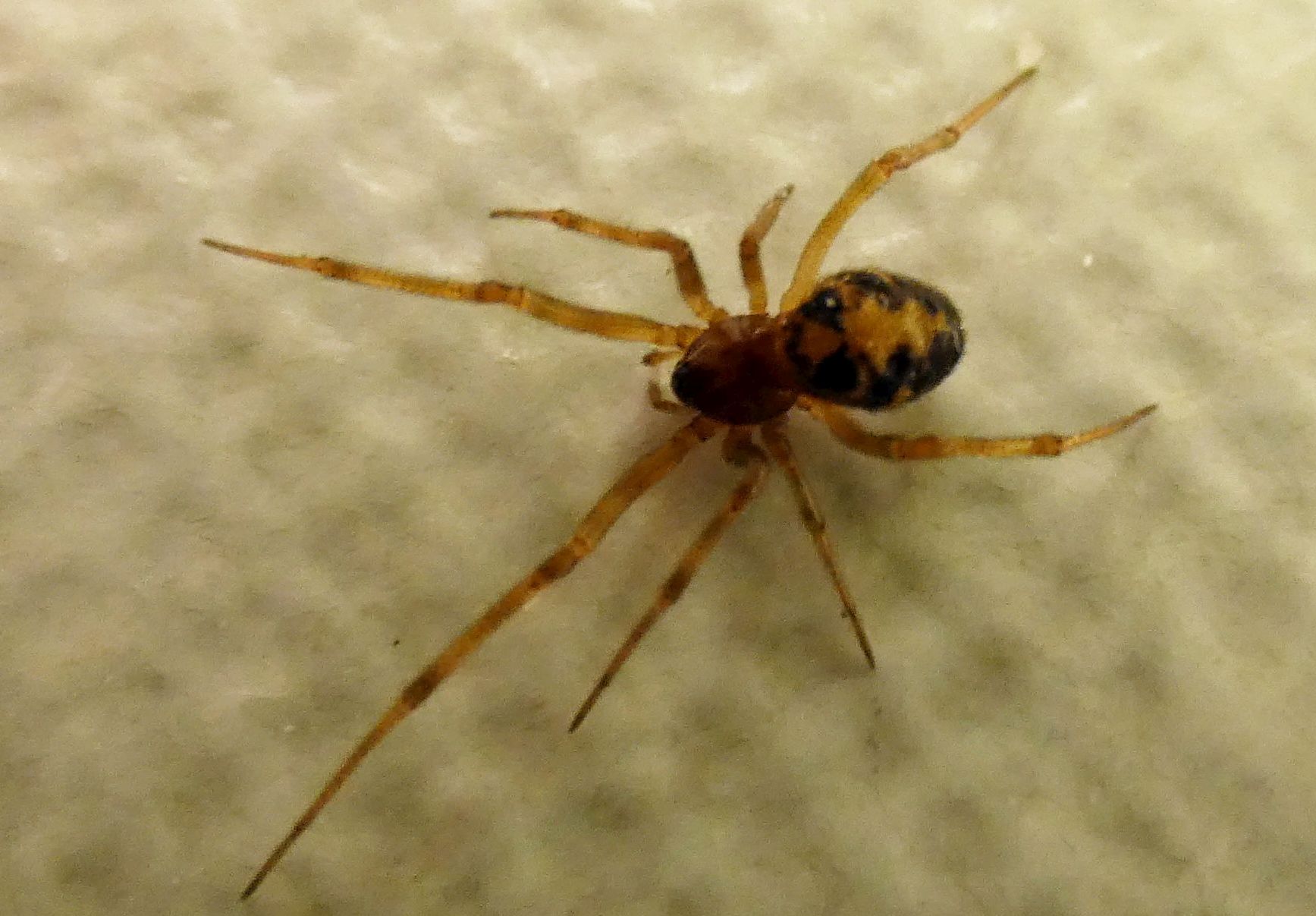 Steatoda triangulosa  - Milano