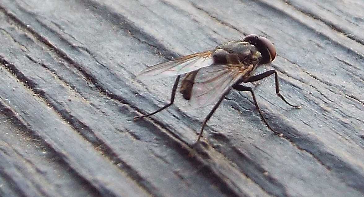 Da Tenerife (Canarie): Musca domestica o autumnalis o....?