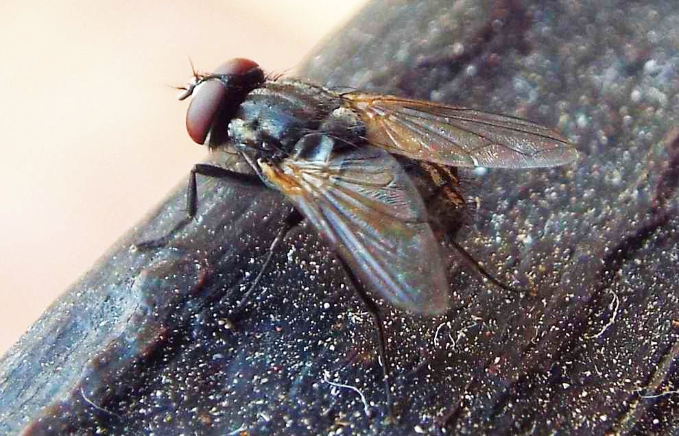 Da Tenerife (Canarie): Musca domestica o autumnalis o....?