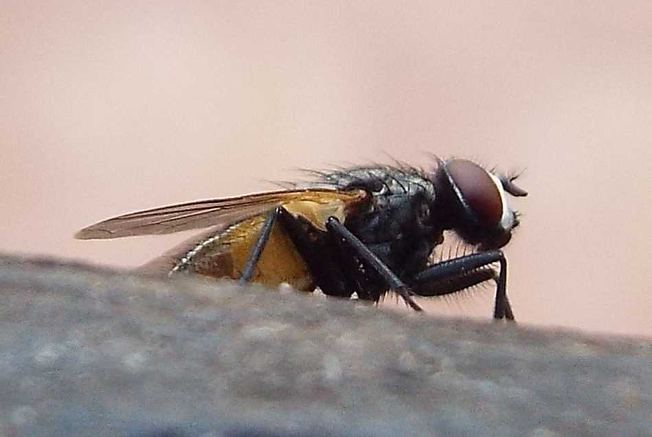 Da Tenerife (Canarie): Musca domestica o autumnalis o....?