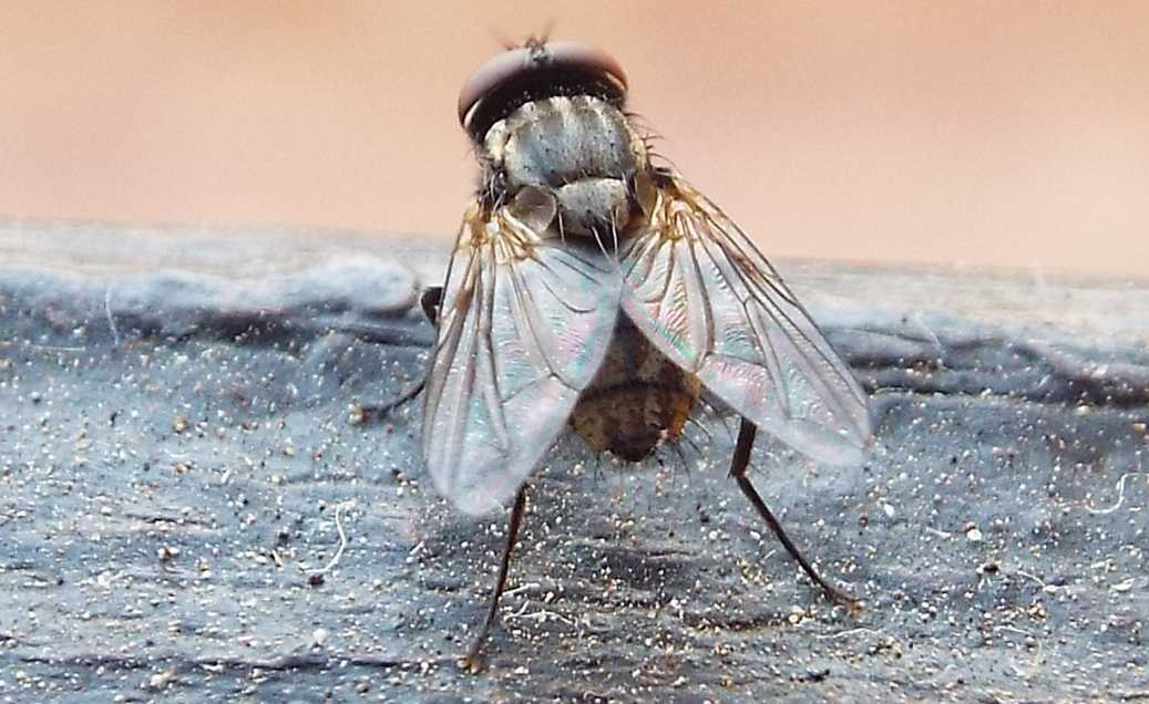 Da Tenerife (Canarie): Musca domestica o autumnalis o....?