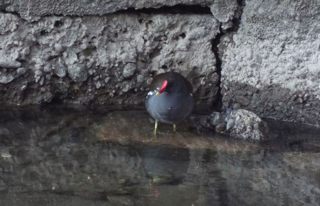 Gallinella (Gallinula chloropus) scippatrice