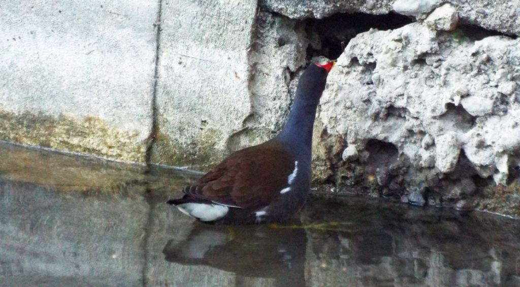 Gallinella (Gallinula chloropus) scippatrice