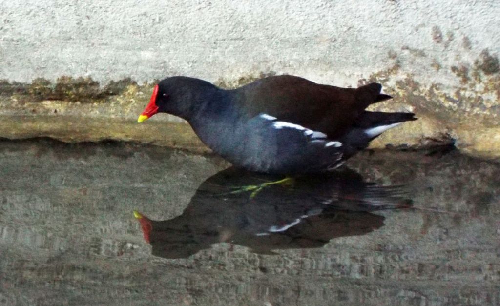 Gallinella (Gallinula chloropus) scippatrice