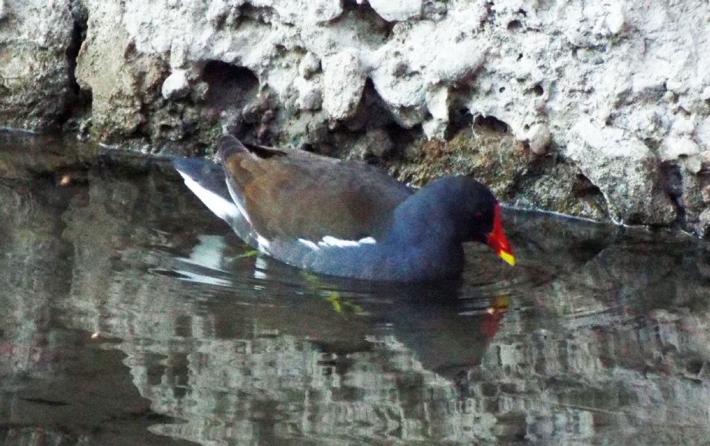 Gallinella (Gallinula chloropus) scippatrice