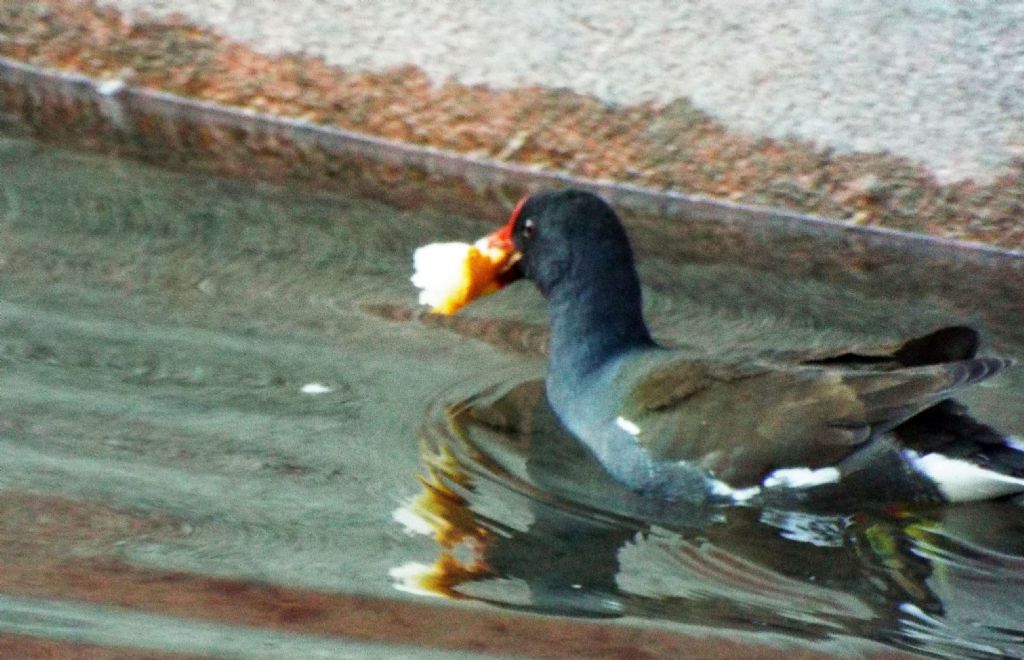 Gallinella (Gallinula chloropus) scippatrice