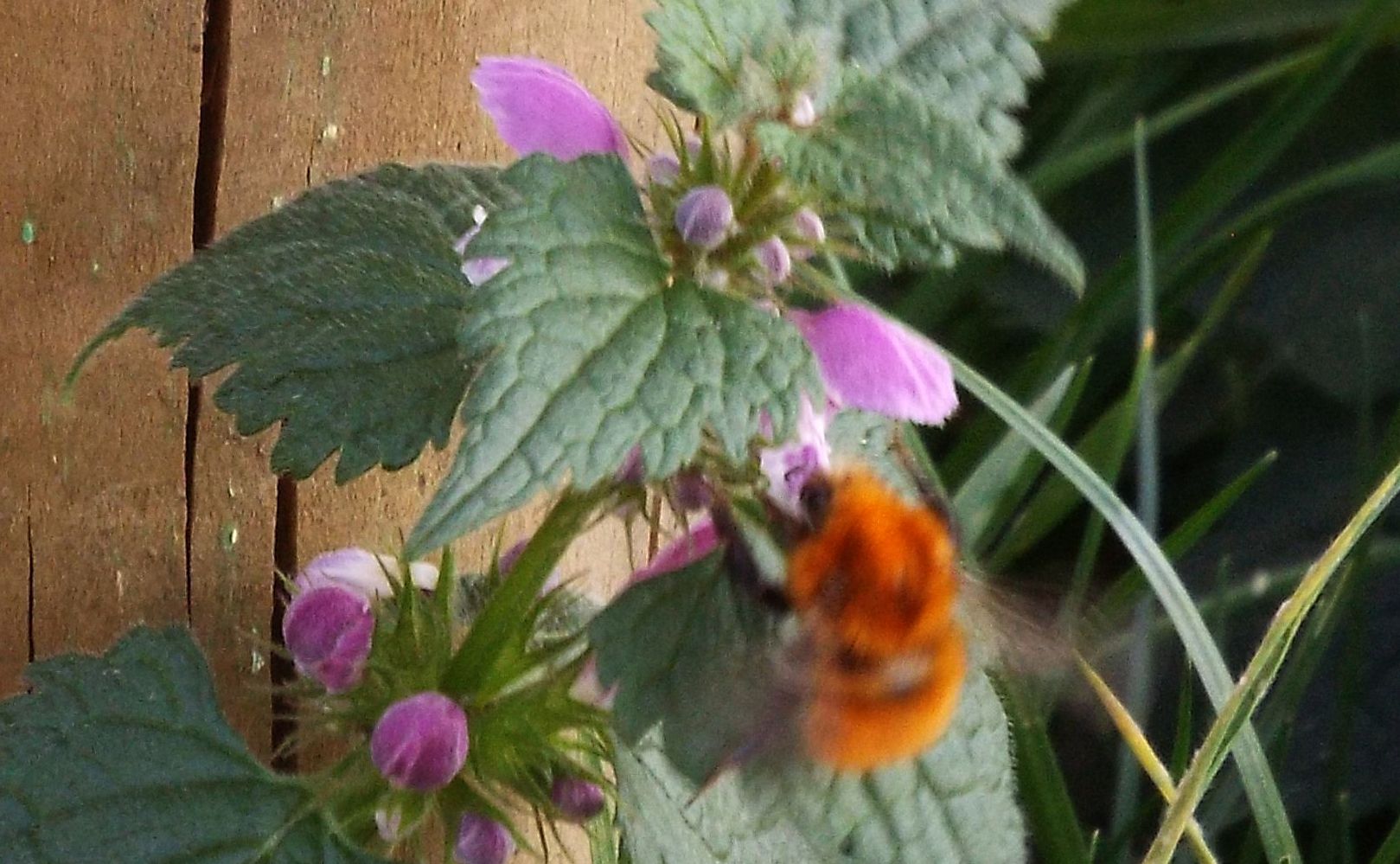 Bombo arancione: Bombus pascuorum melleofacies (cfr.)