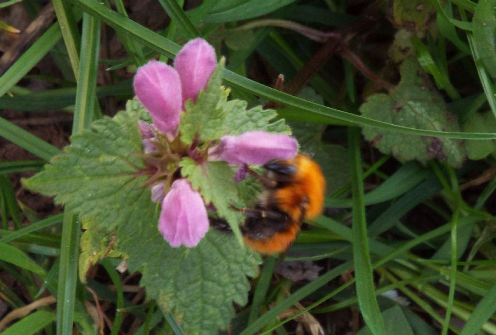 Bombo arancione: Bombus pascuorum melleofacies (cfr.)