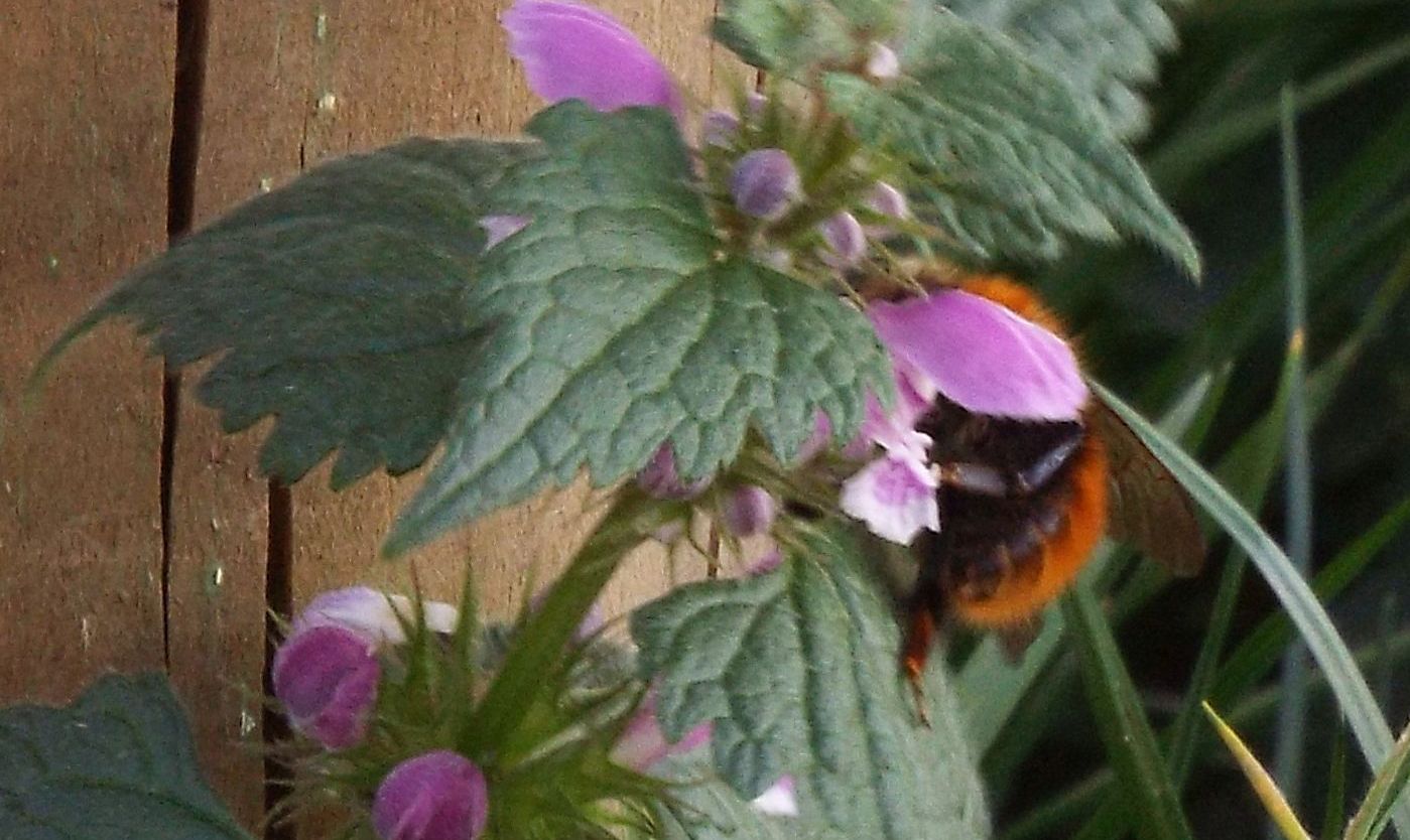 Bombo arancione: Bombus pascuorum melleofacies (cfr.)