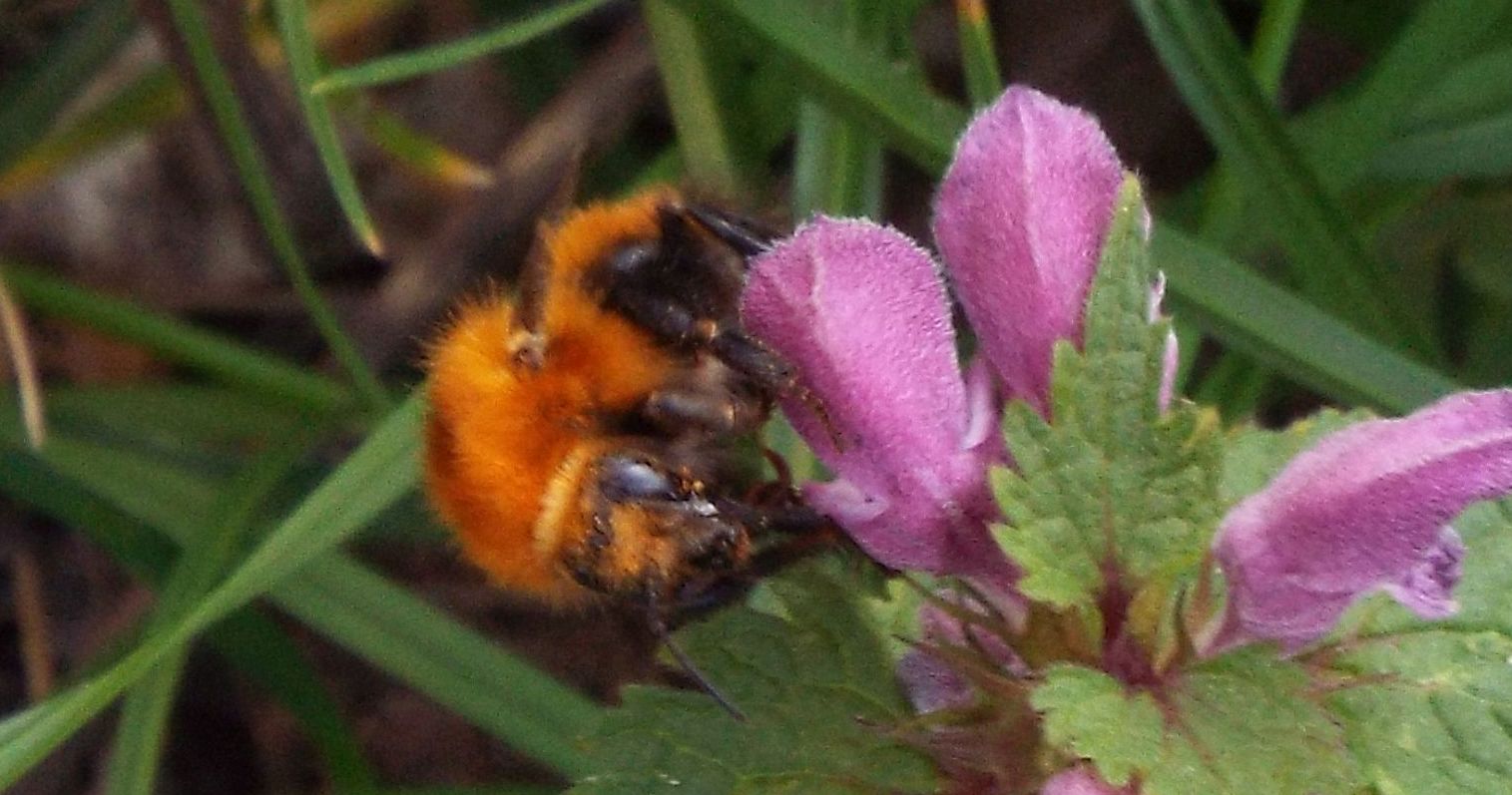 Bombo arancione: Bombus pascuorum melleofacies (cfr.)