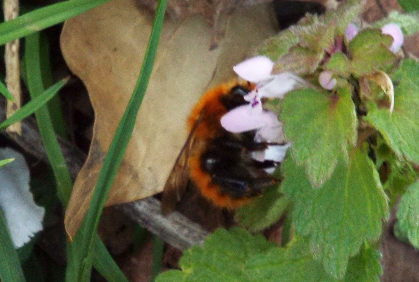 Bombo arancione: Bombus pascuorum melleofacies (cfr.)