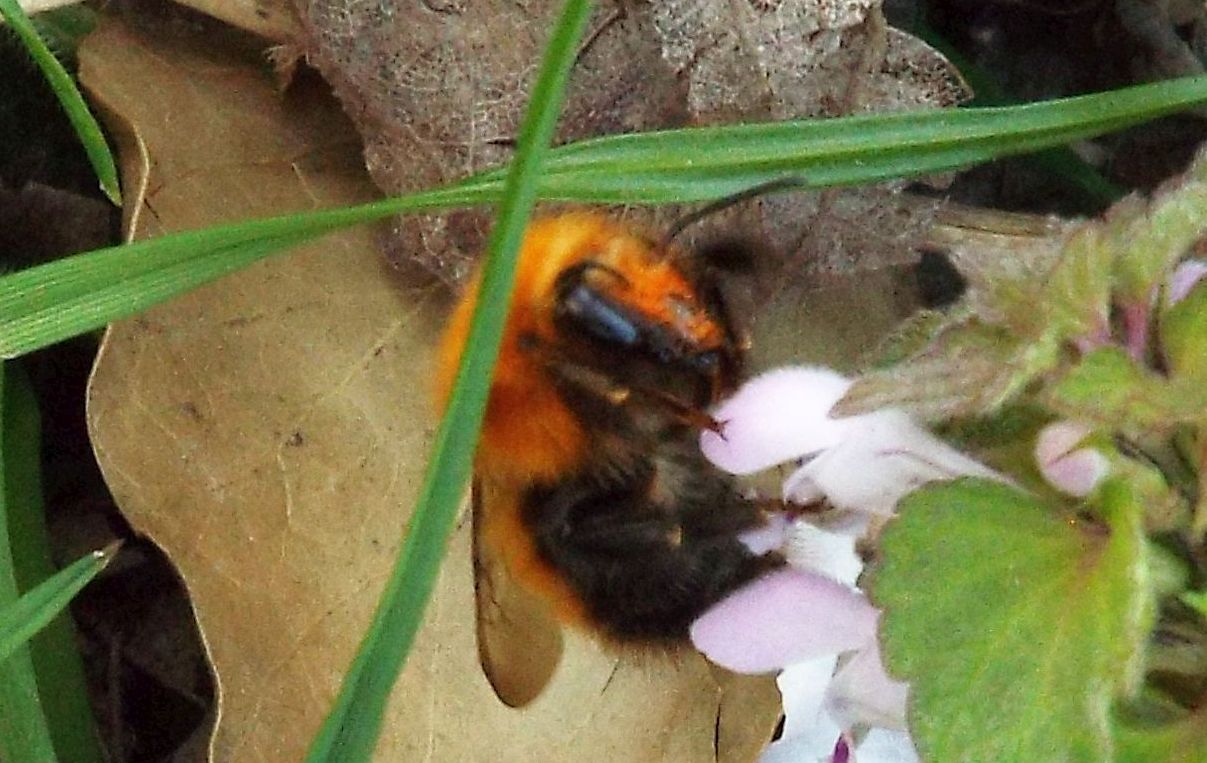 Bombo arancione: Bombus pascuorum melleofacies (cfr.)