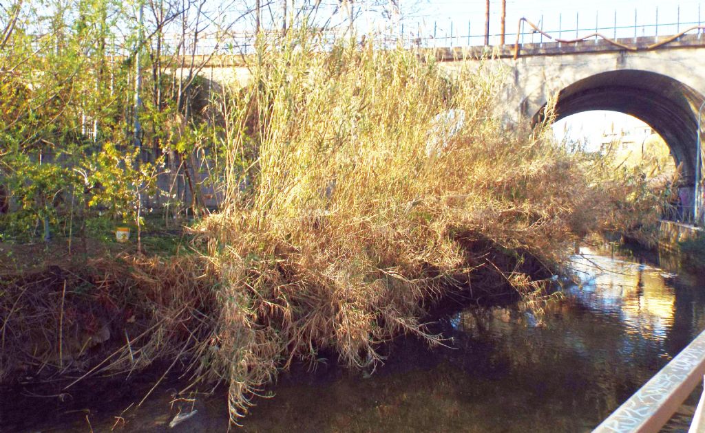 Arundo donax   (Poaceae)