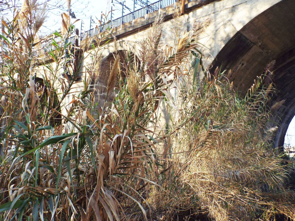 Arundo donax   (Poaceae)