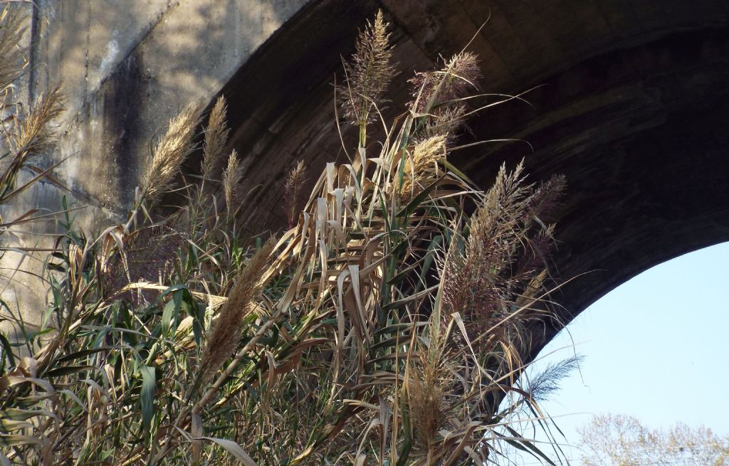 Arundo donax   (Poaceae)