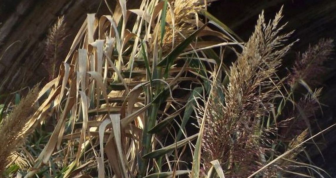 Arundo donax   (Poaceae)