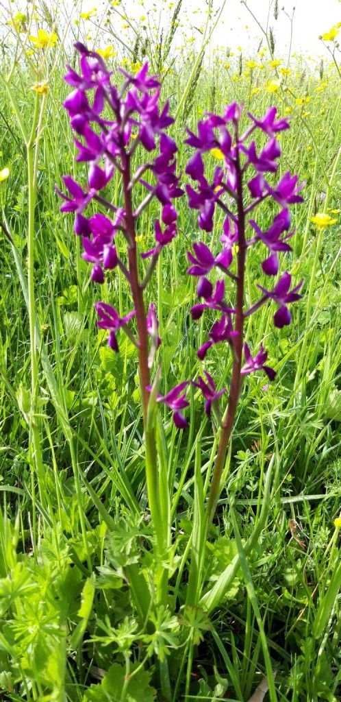 Anacamptis laxiflora