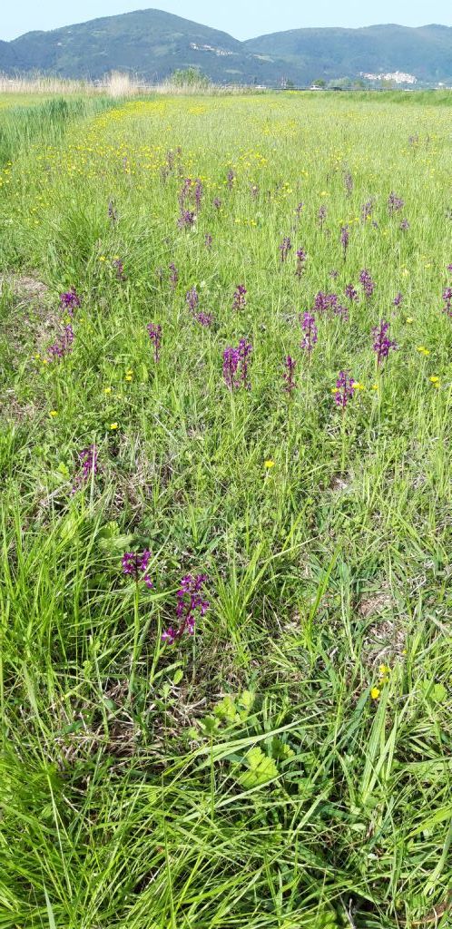 Anacamptis laxiflora