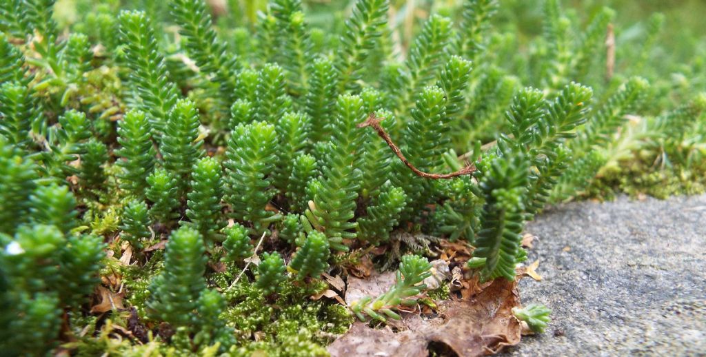 Quale sedum?  Sedum sexangulare (Crassulaceae)