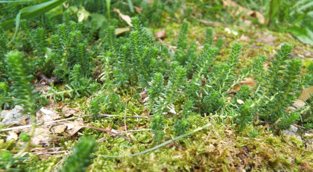 Quale sedum?  Sedum sexangulare (Crassulaceae)