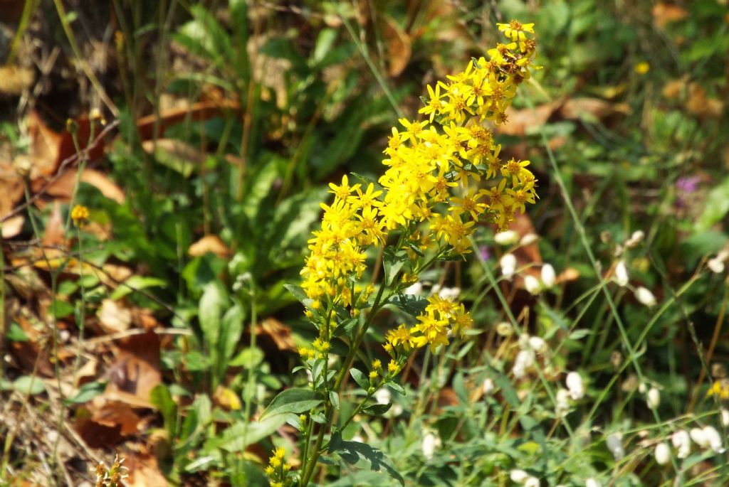 Solidago virgaurea? S !