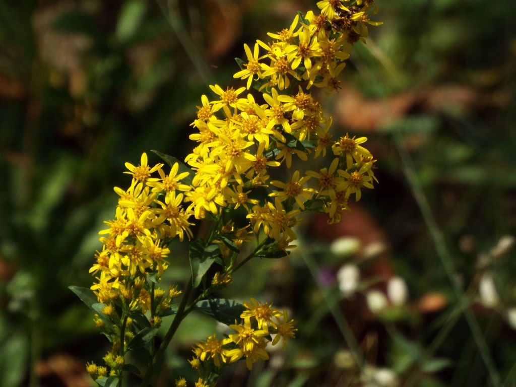 Solidago virgaurea? S !