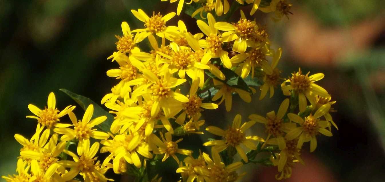 Solidago virgaurea? S !