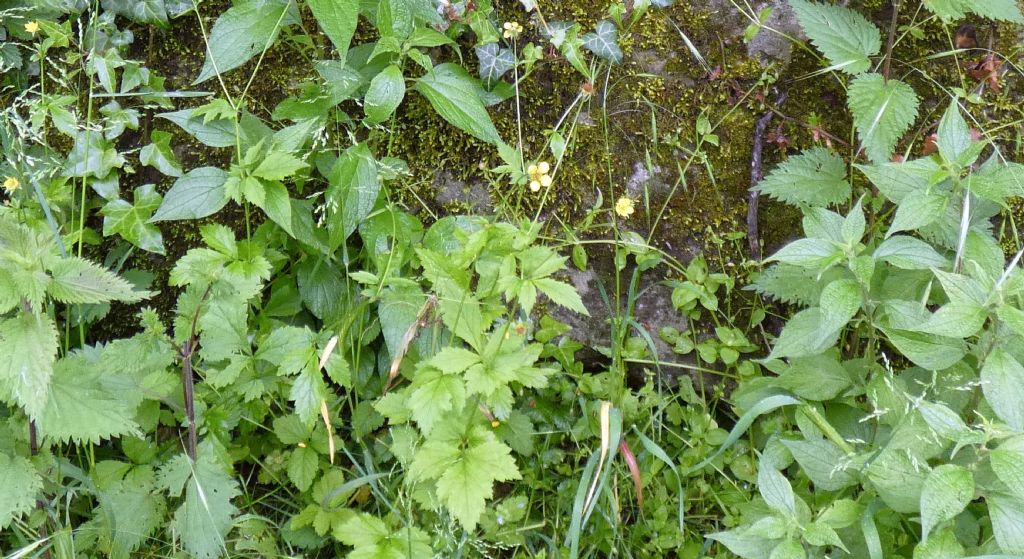 Geum urbanum (Rosaceae)