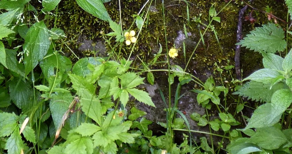 Geum urbanum (Rosaceae)