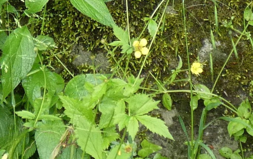 Geum urbanum (Rosaceae)