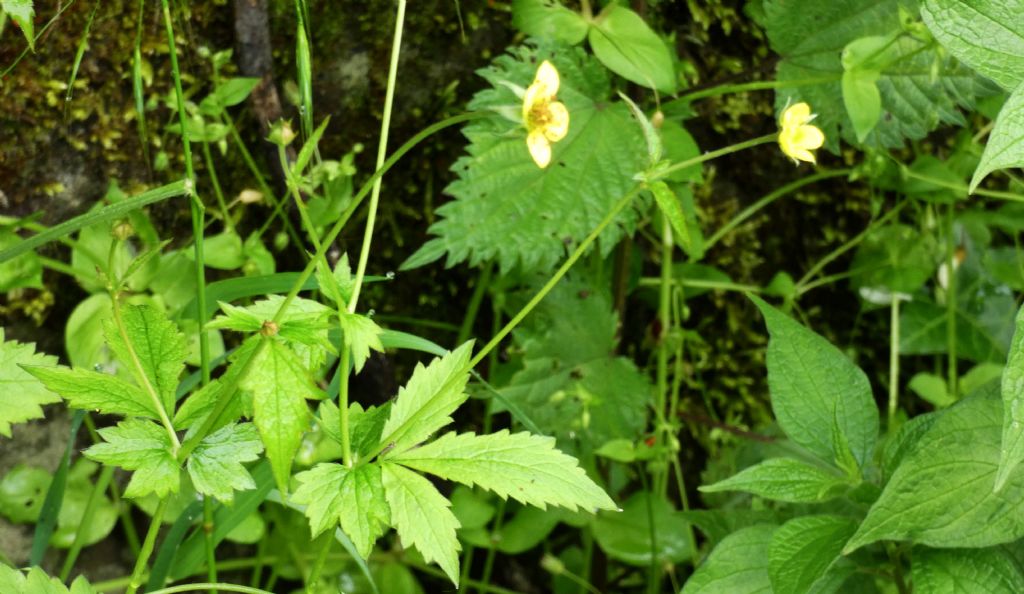 Geum urbanum (Rosaceae)