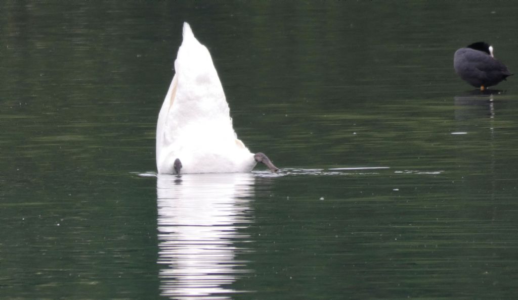 I falchi fanno lo Spirito Santo, e i cigni fanno l''iceberg.