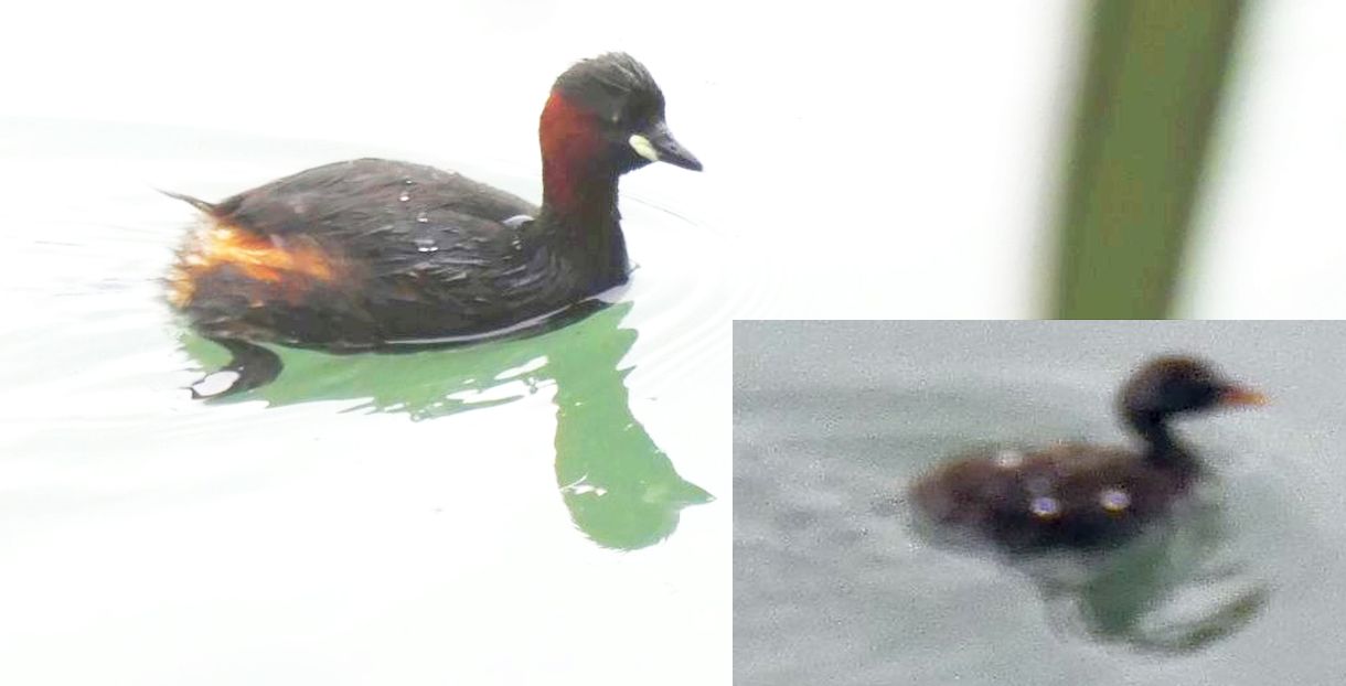 Tuffetti (Tachybaptus ruficollis) e Svassi (Podiceps cristatus)