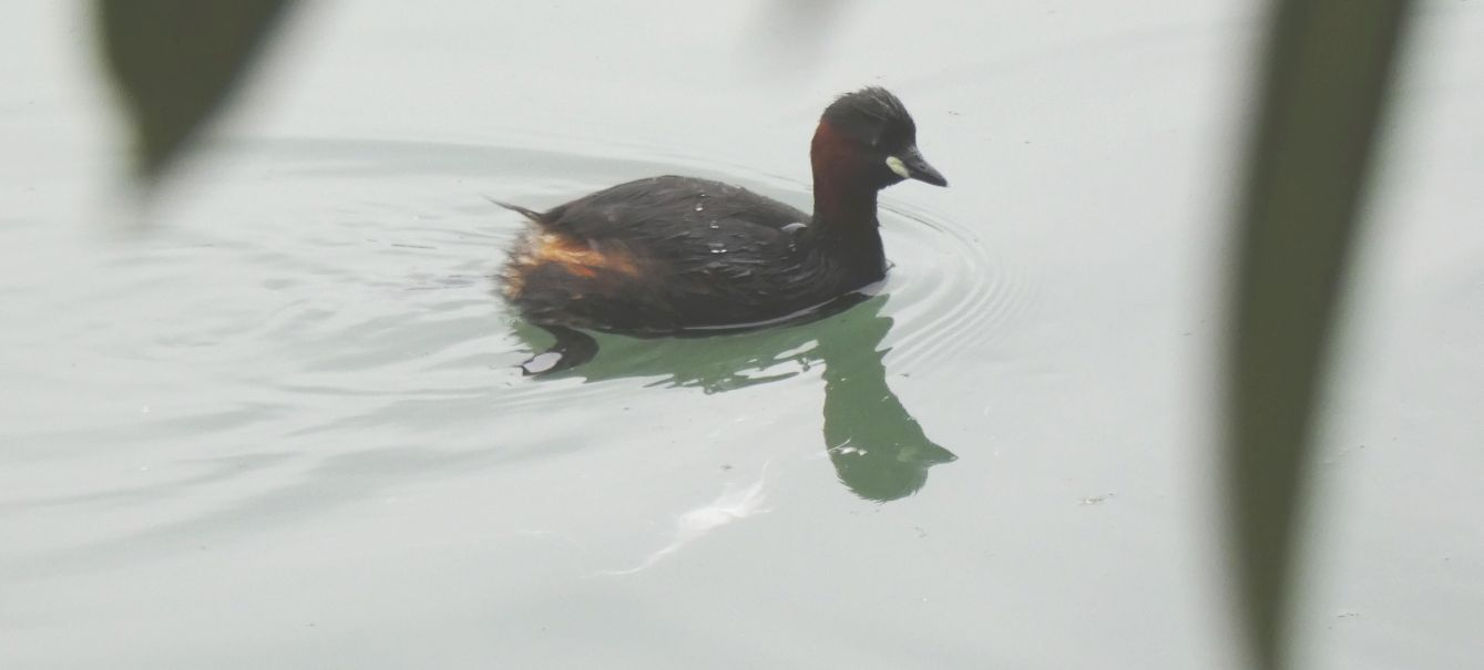 Tuffetti (Tachybaptus ruficollis) e Svassi (Podiceps cristatus)