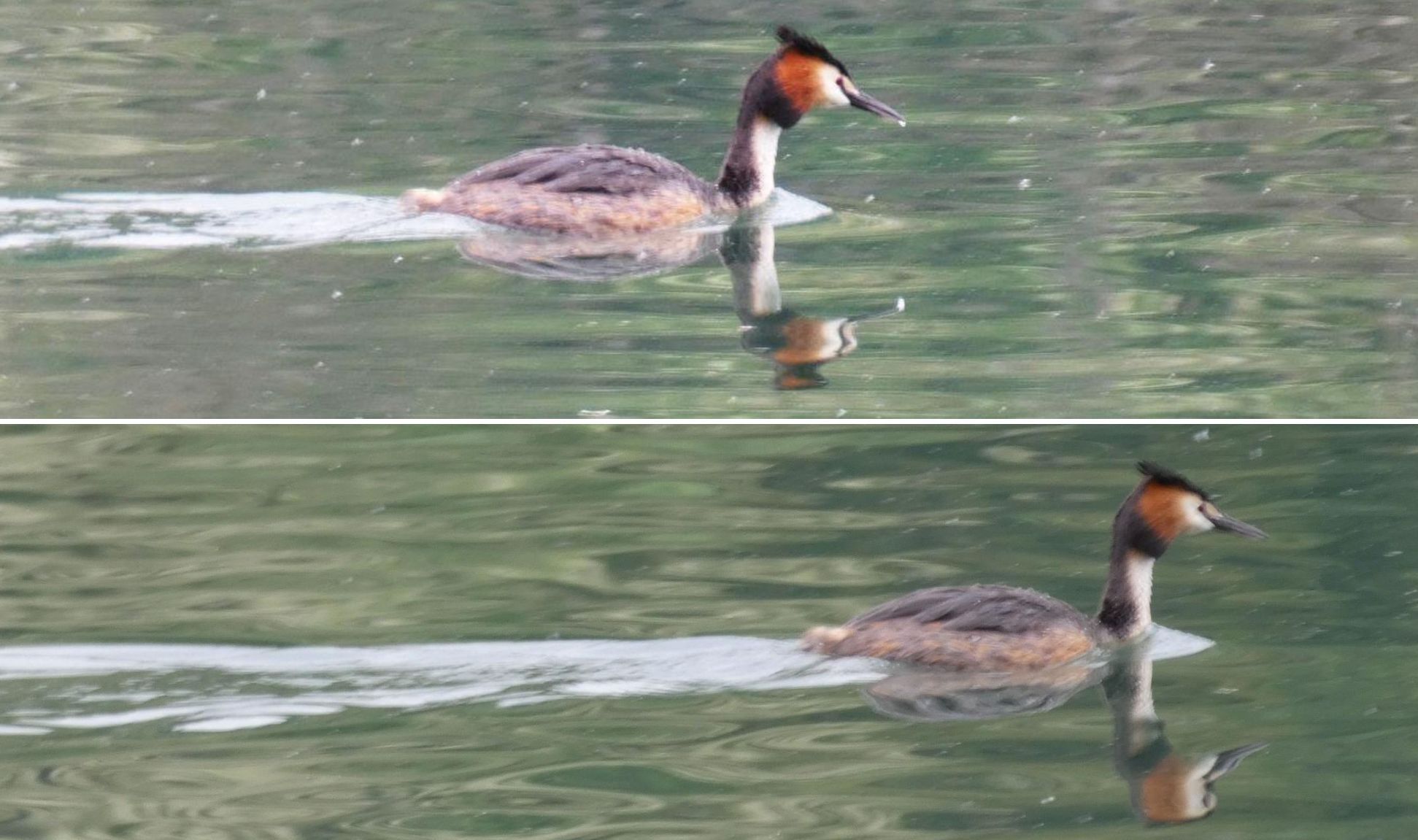 Tuffetti (Tachybaptus ruficollis) e Svassi (Podiceps cristatus)