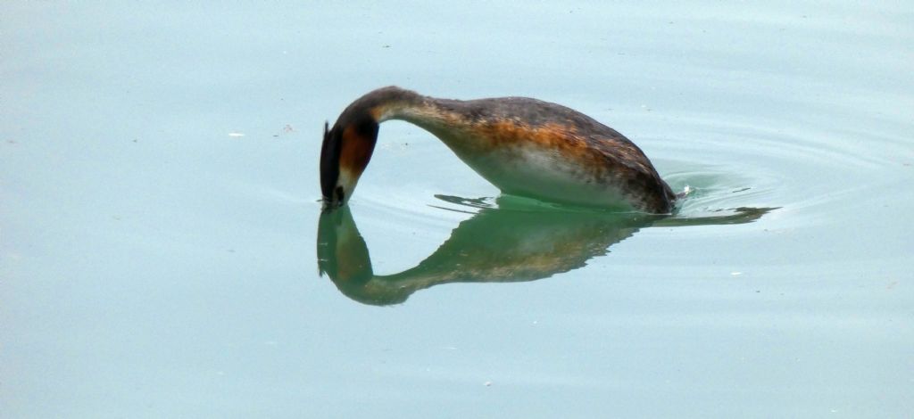 Tuffetti (Tachybaptus ruficollis) e Svassi (Podiceps cristatus)