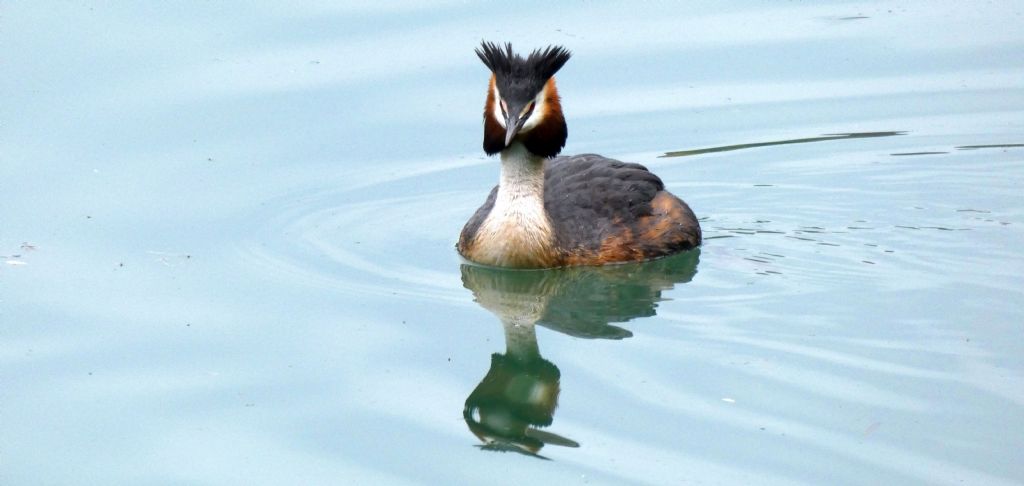 Tuffetti (Tachybaptus ruficollis) e Svassi (Podiceps cristatus)