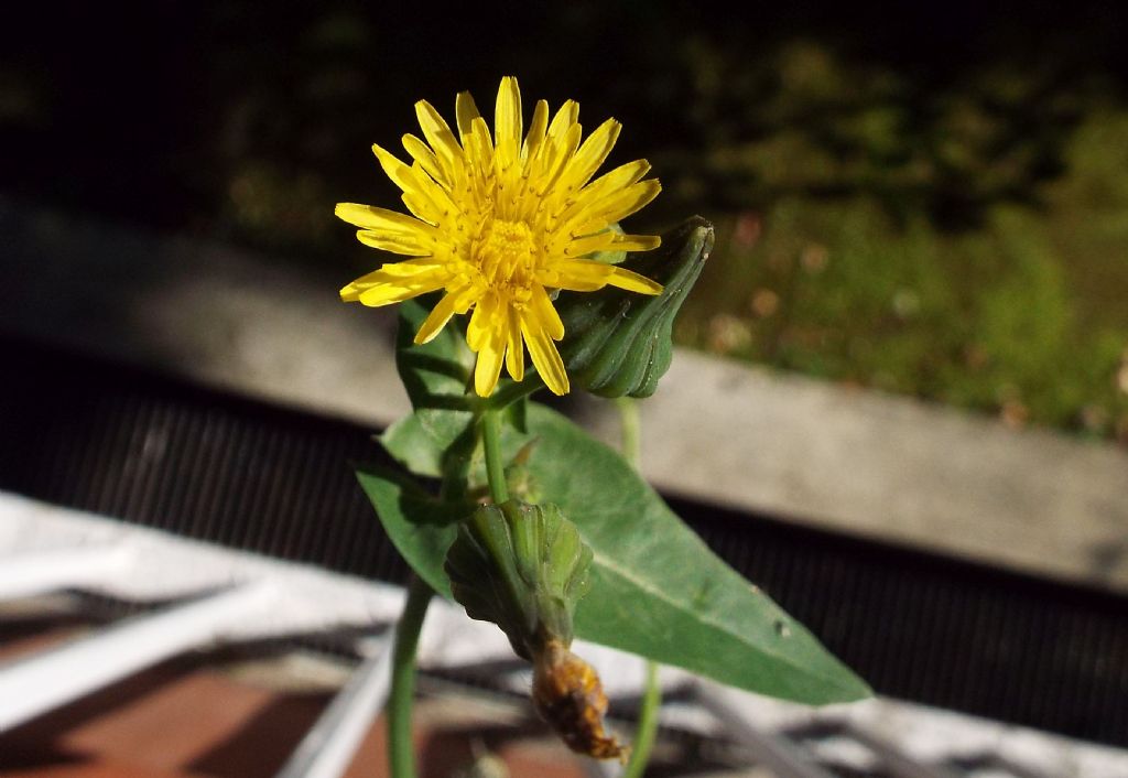 Sonchus oleraceus / Grespino comune