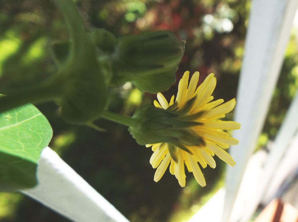 Sonchus oleraceus / Grespino comune