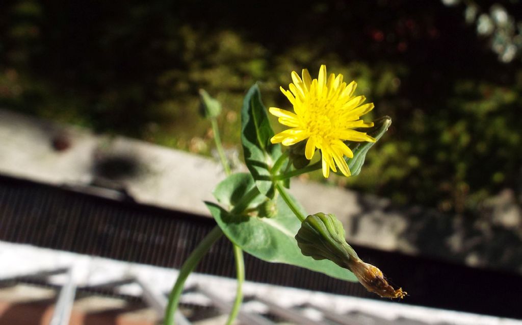 Sonchus oleraceus / Grespino comune