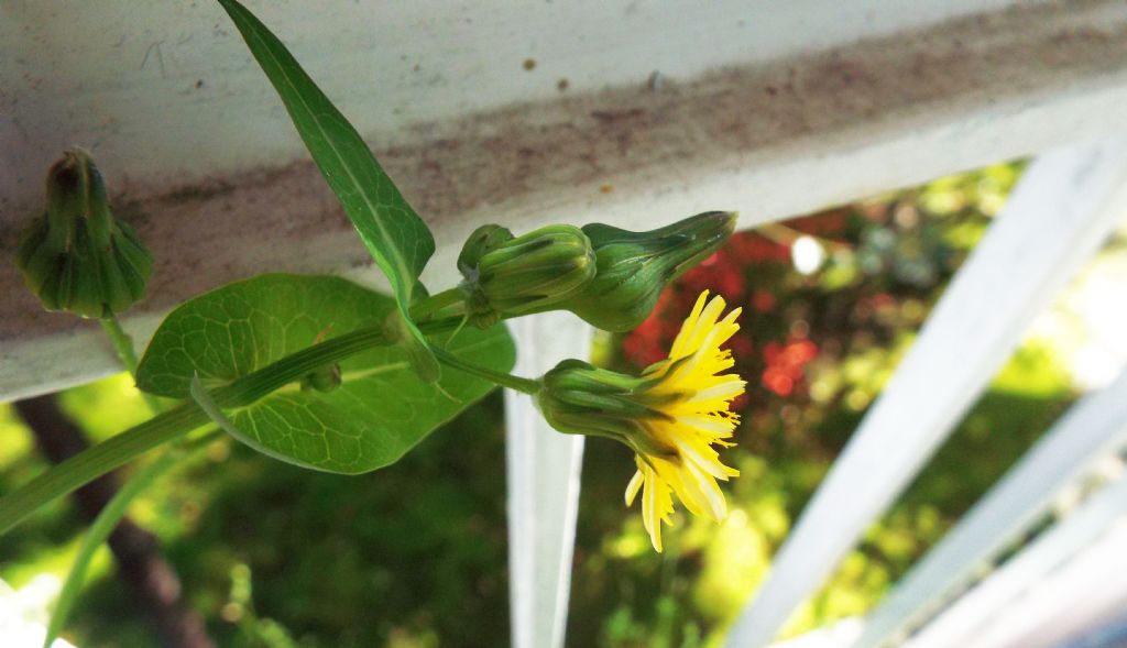 Sonchus oleraceus / Grespino comune