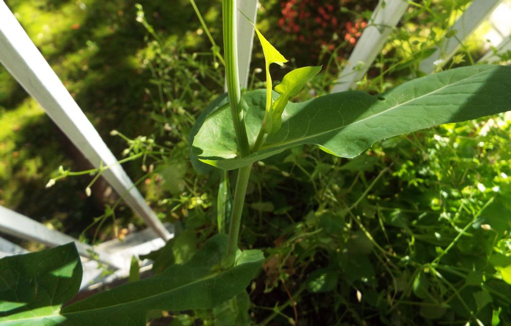 Sonchus oleraceus / Grespino comune